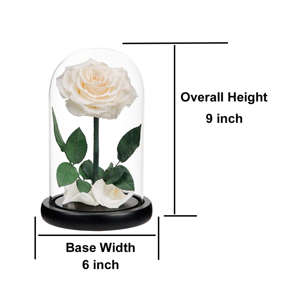 Preserved Roses White Roses Handmade Rose in Glass Dome, Preserved Flowers Ne…