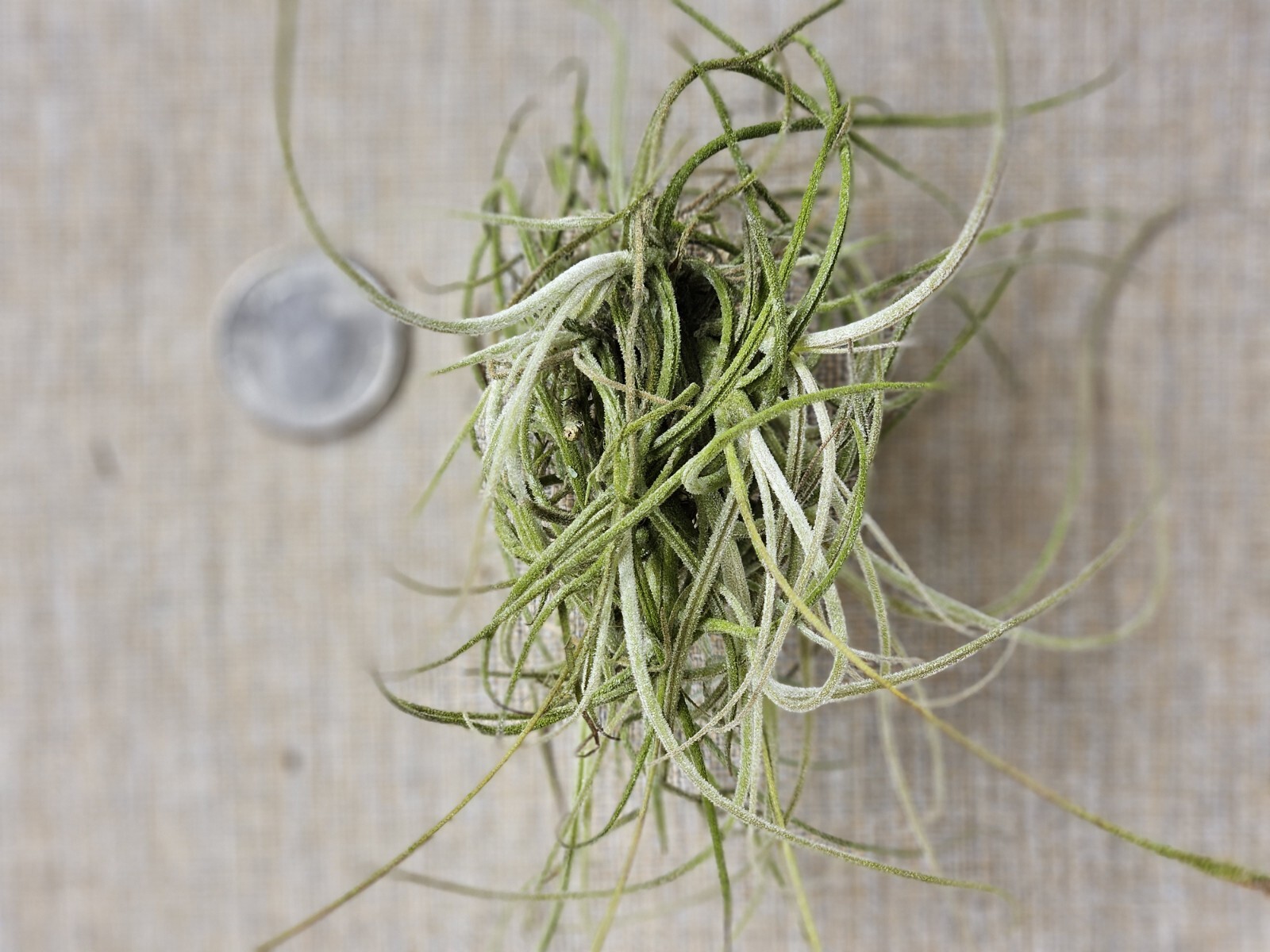 Fresh Florida Live Moss Ball – Natural Air Plant, Floral, Crafts
