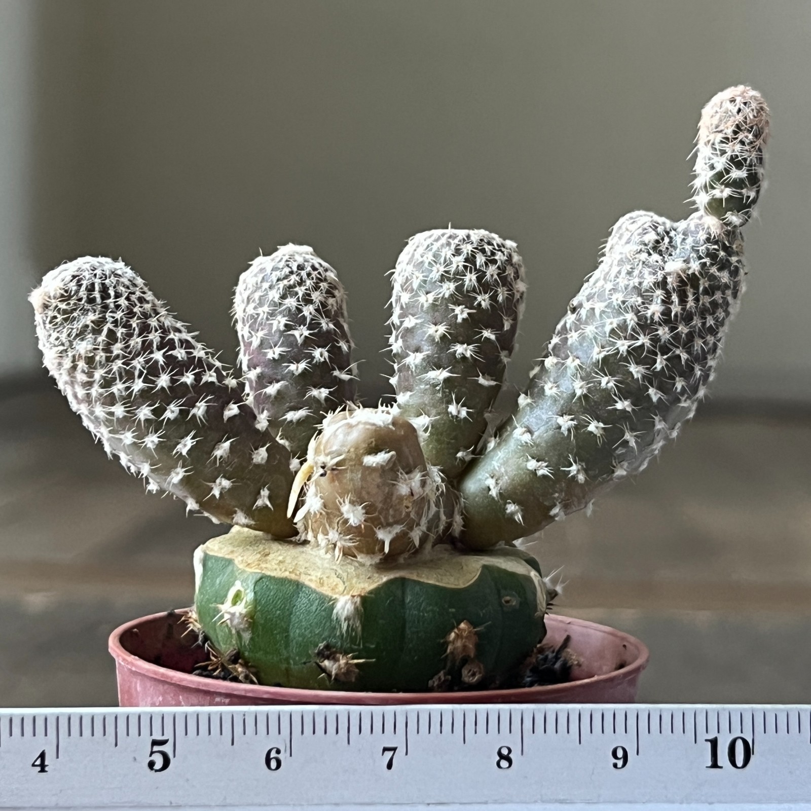 A50-1642 Puna clavarioides, grafted