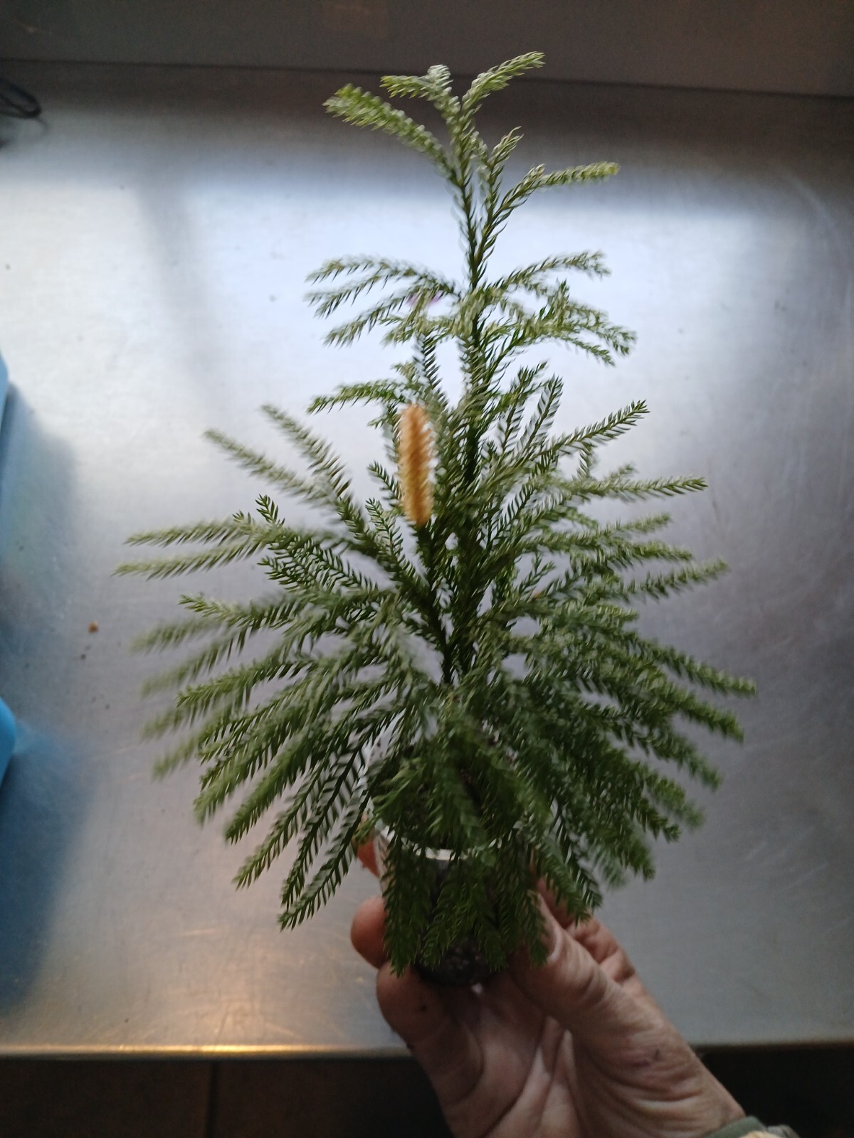 3 x Princess Pine LIVE STARTER PLANT 🪴 Christmas Wreath plants