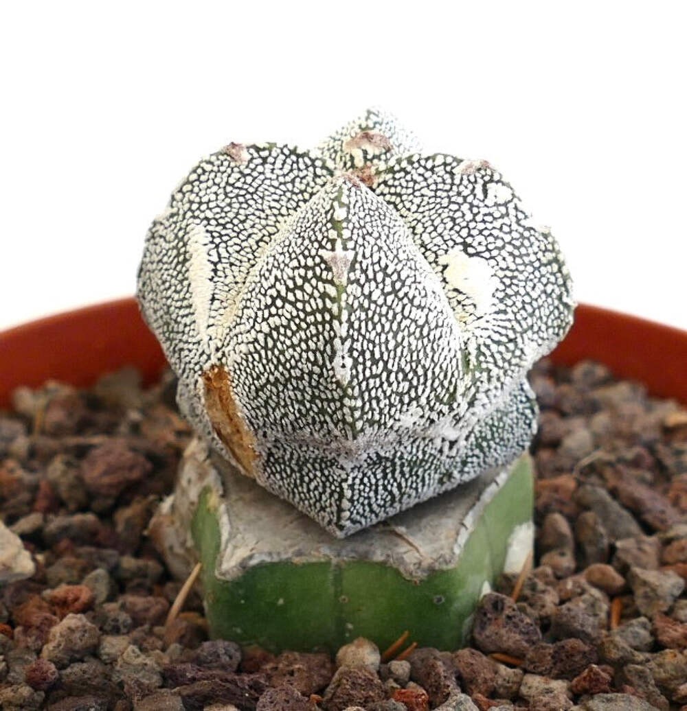 Astrophytum cv ONZUKA x HAKUUN (grafted) HA029 – Bishop’s cap | Star cactus