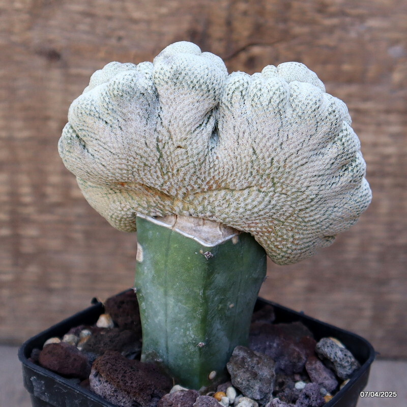 D2877 EPITHELANTHA BOKEI CRESTED GRAFTED pot8-H7-W6 cm MaMa Cactus