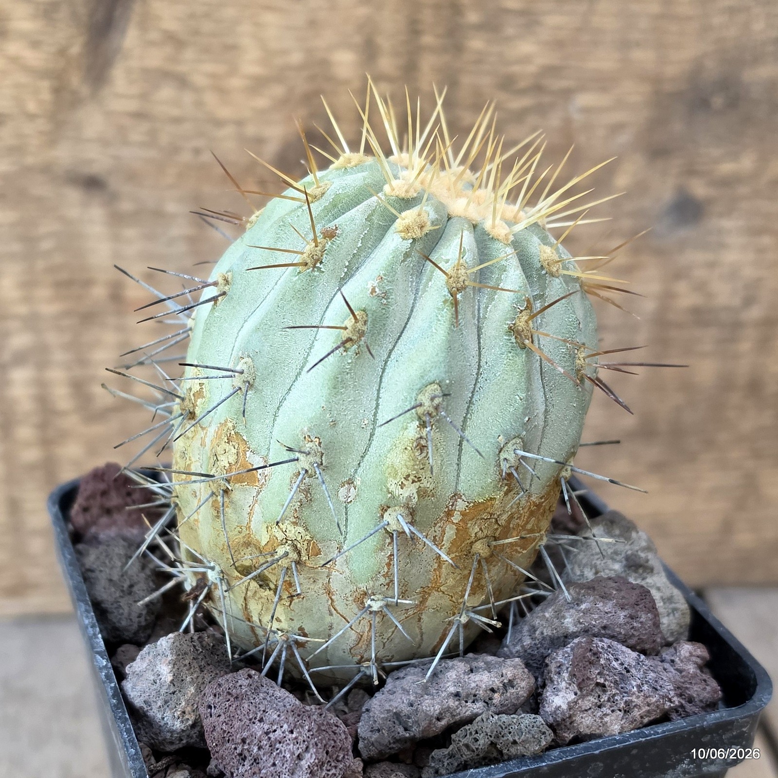 D3269 COPIAPOA HASELTONIANA pot10-H9-W7 cm MaMa Cactus