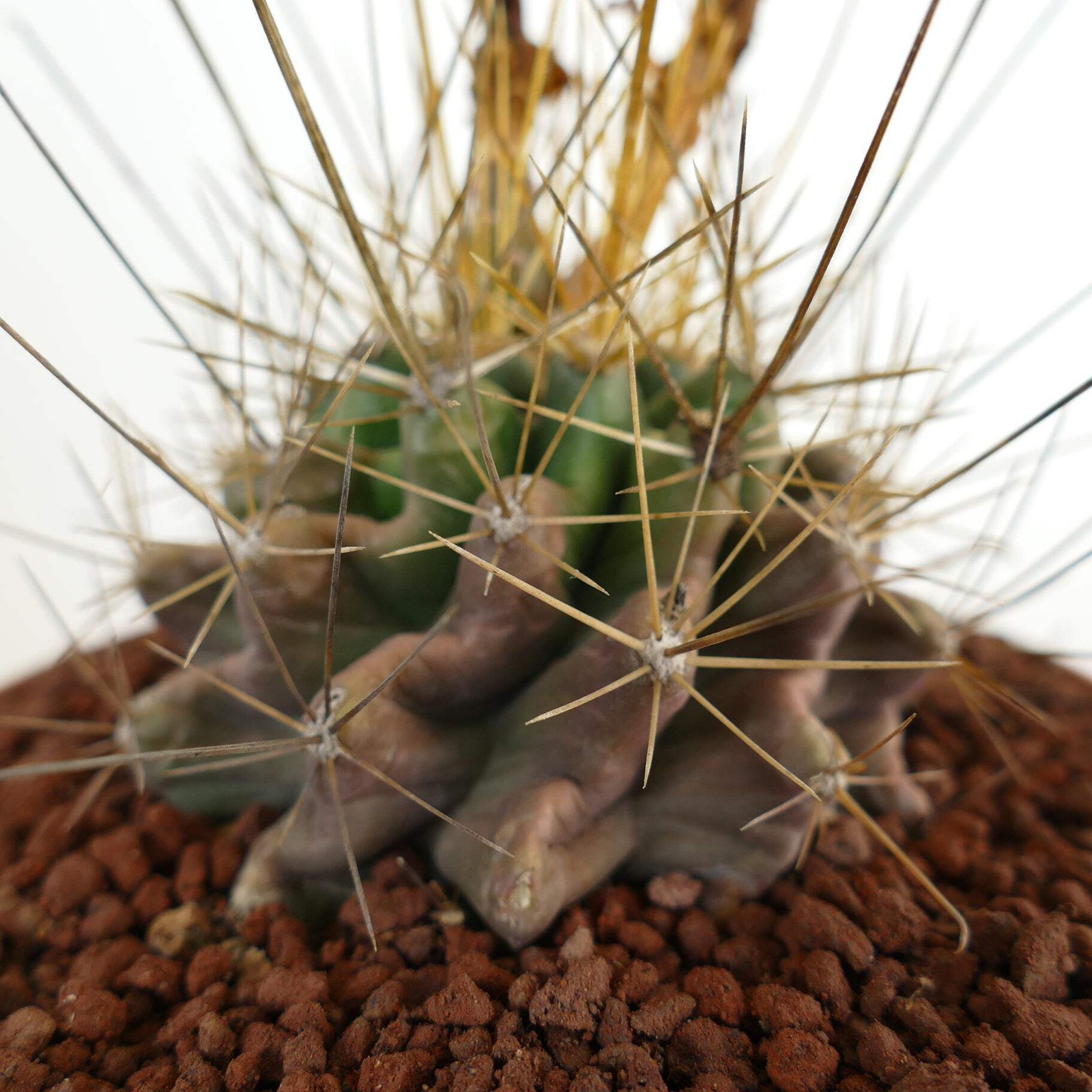 Ferocactus hamatacanthus GOLDEN SPINES – Fishhook barrel cactus | Texas barrel c