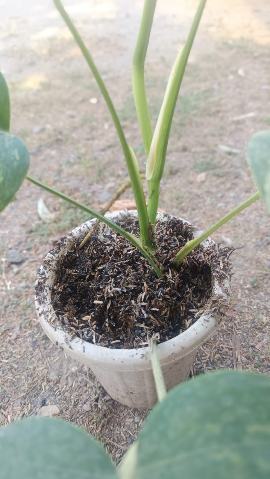 Real Picture Monstera Marmorata Tricolor Variegated 6 Leaves Medium Size