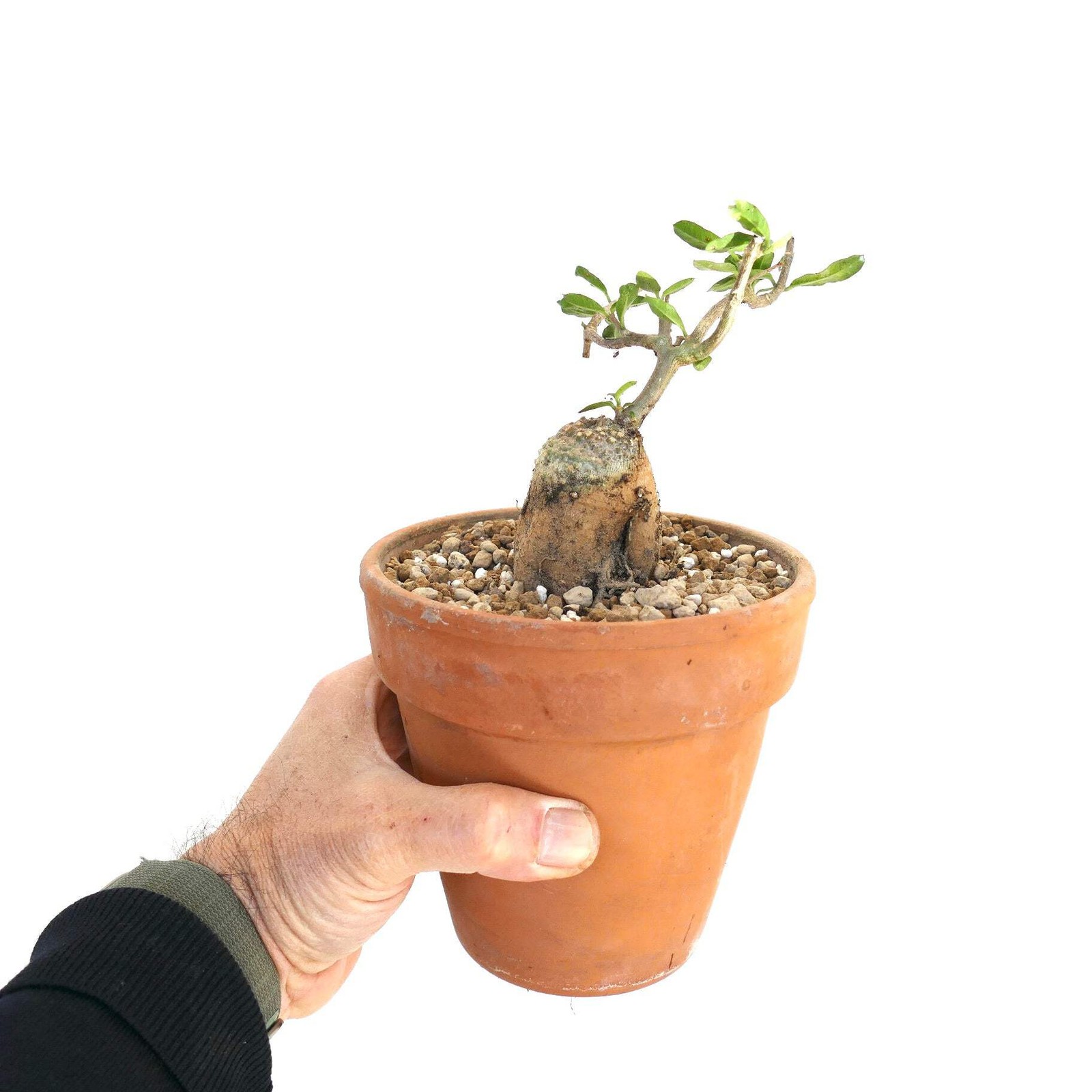Fockea edulis C128A – Hottentot bread | Fockea