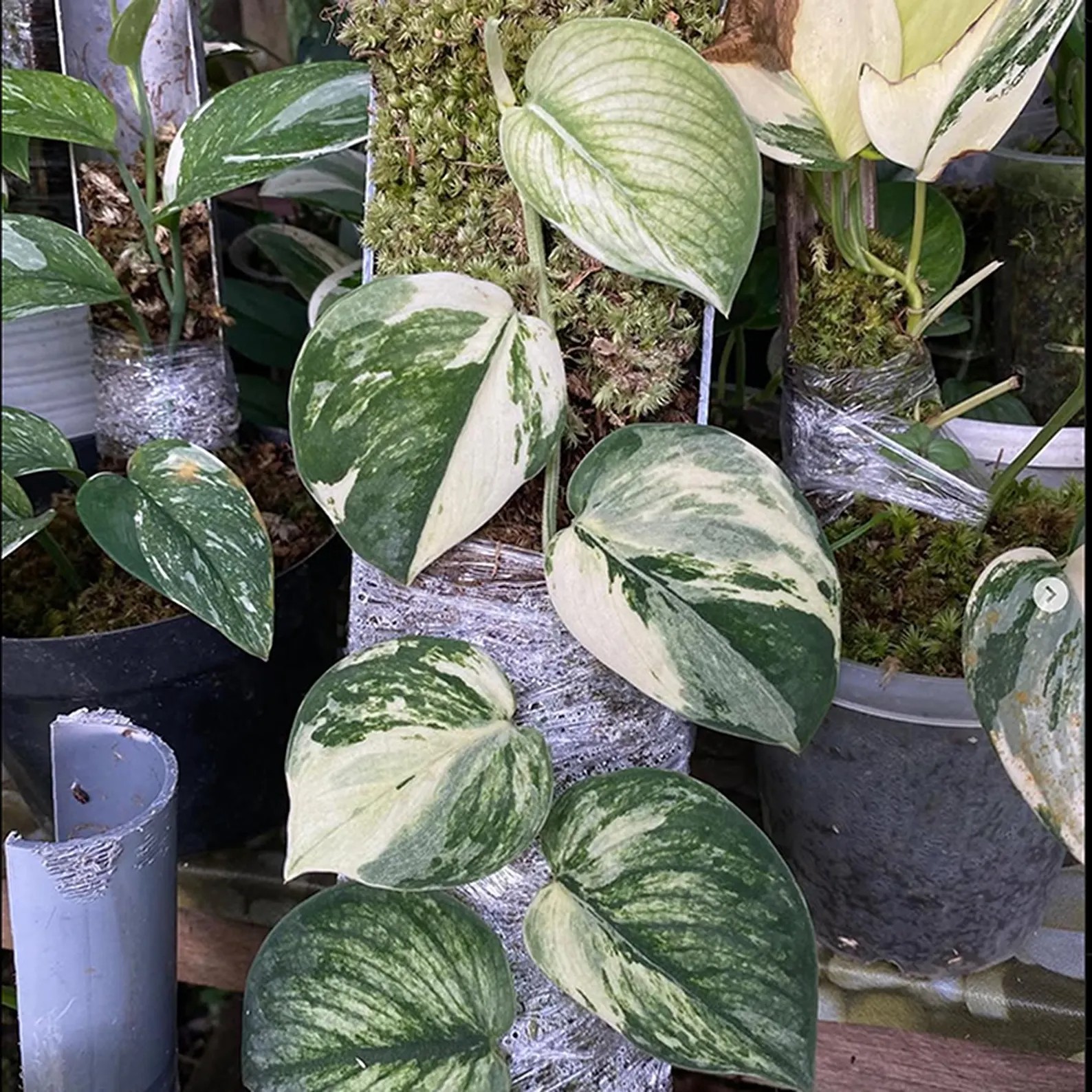 Real Picture Scindapsus Sparkling Borneo Variegated Rare Plant