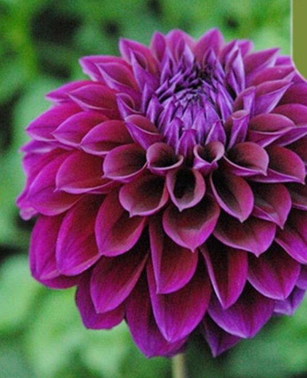 (10) DAHLIA SEEDS rare exotic flower blossom garden plant USA SELLER W/TRACK