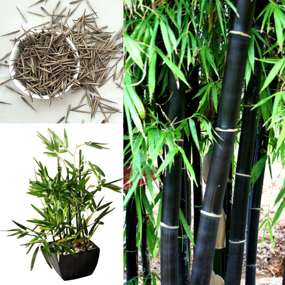 100 BLACK Bamboo Seeds – Phyllostachys nigra – Hardy Rare Plant