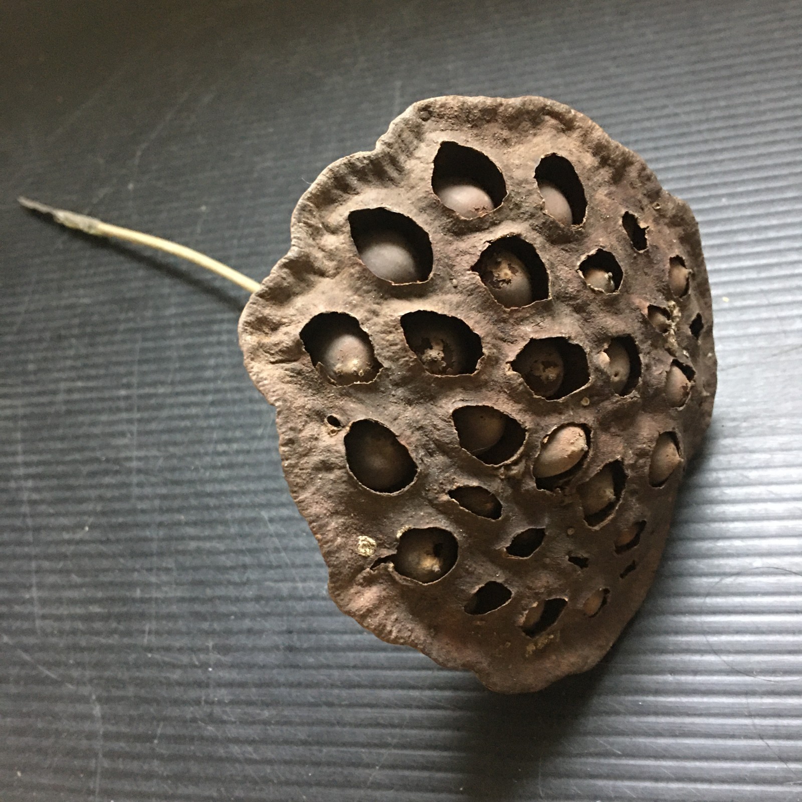 Vintage Natural Dried Lotus Pod with Long Stem for Floral Arrangements 8.5″L