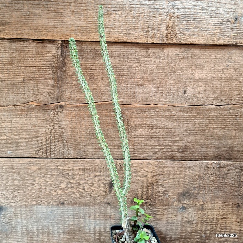 D6487 CERARIA NAMAQUENSIS GRAFT. pot9-H47-W8 cm MaMa Cactus