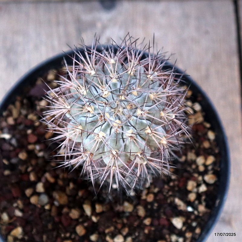 D5364 ACANTHOCALYCIUM GLAUCUM pot14-H13-W5 cm MaMa Cactus