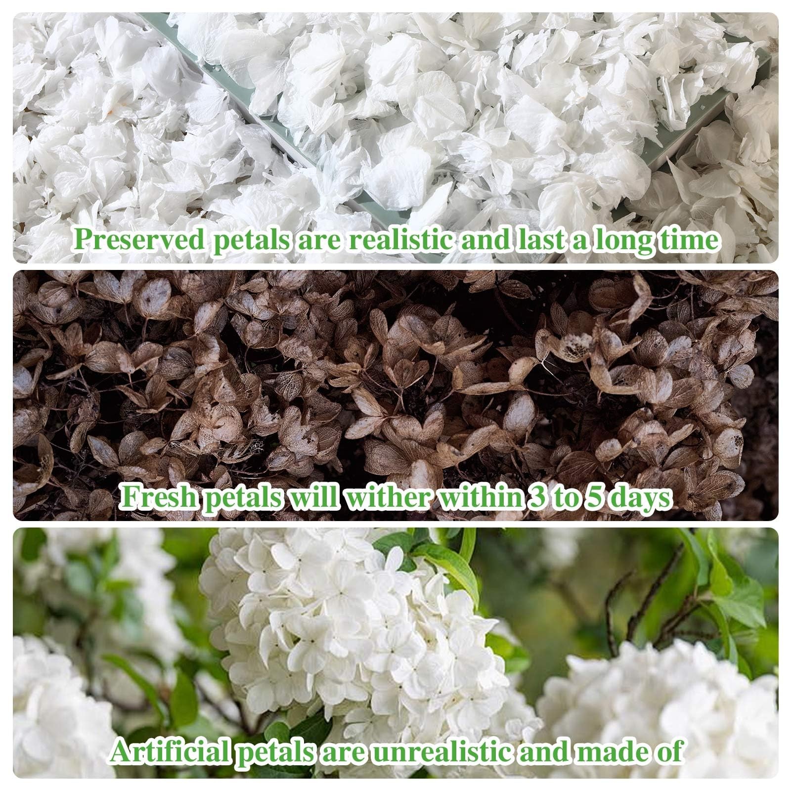 1500+ Dried Real Hydrangea Petals, Natural Preserved Flower Petal for Wedding…