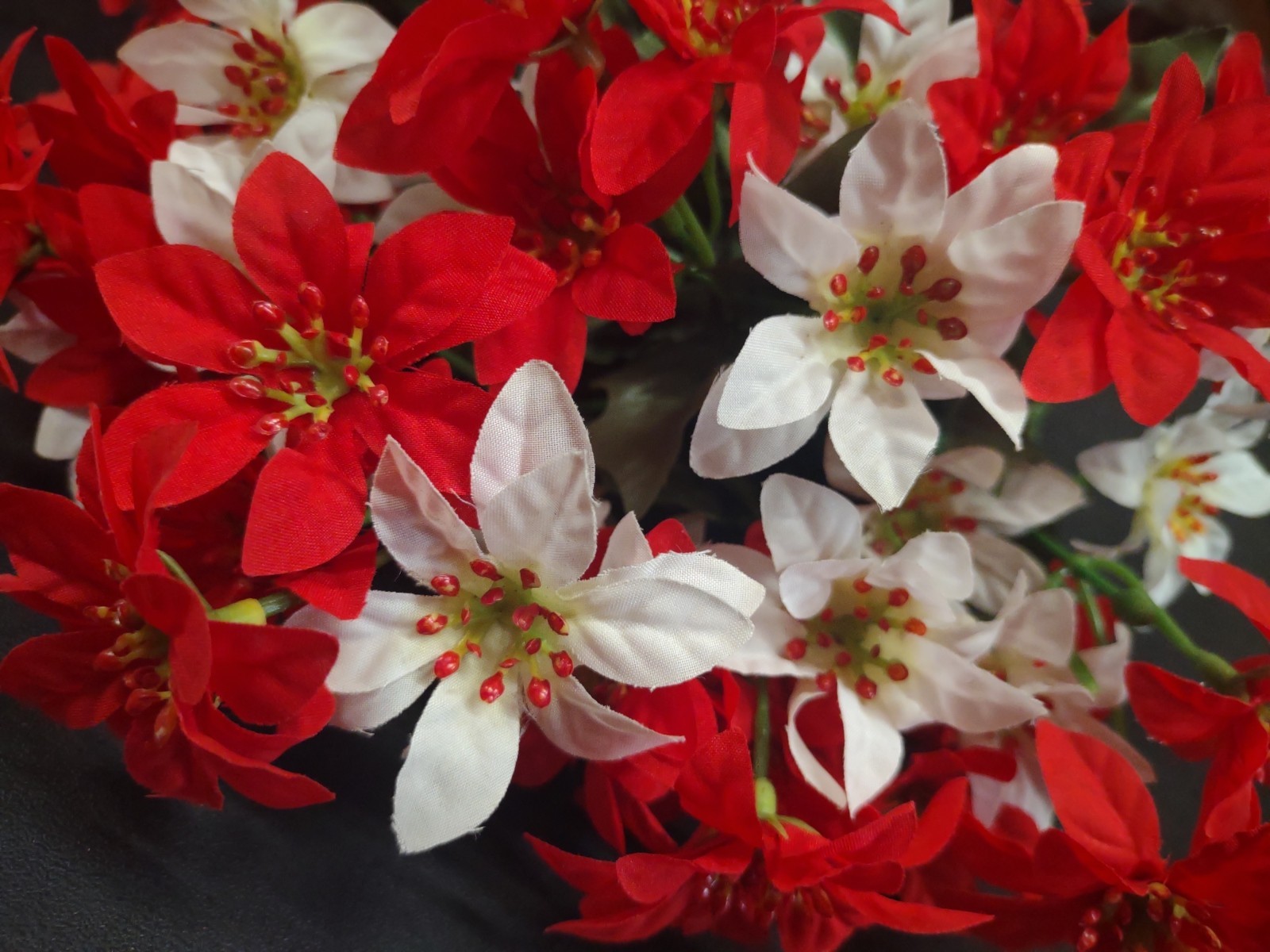 Big Bush with Small Blooms: Vintage Mini Poinsettia Red/White w/12 Stems, 15″