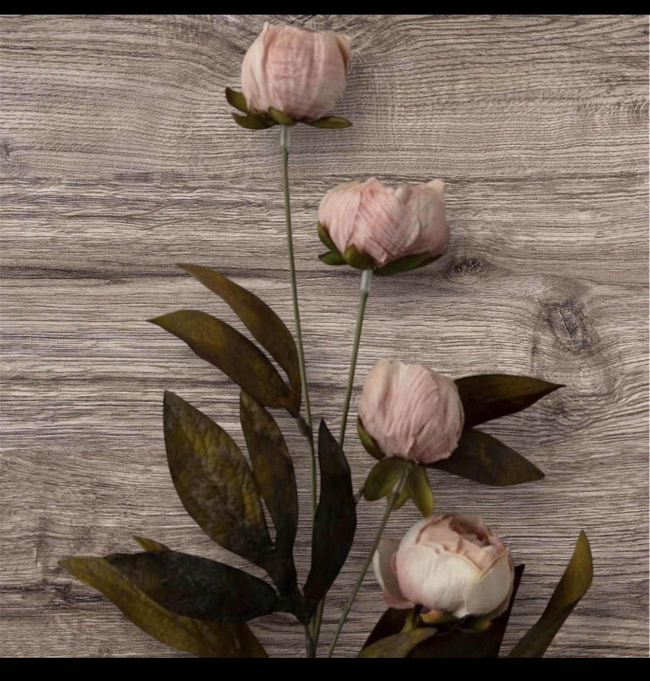 10 Viral Ashland Michael’s Tan Peony Stems • Set of 10 • Peony