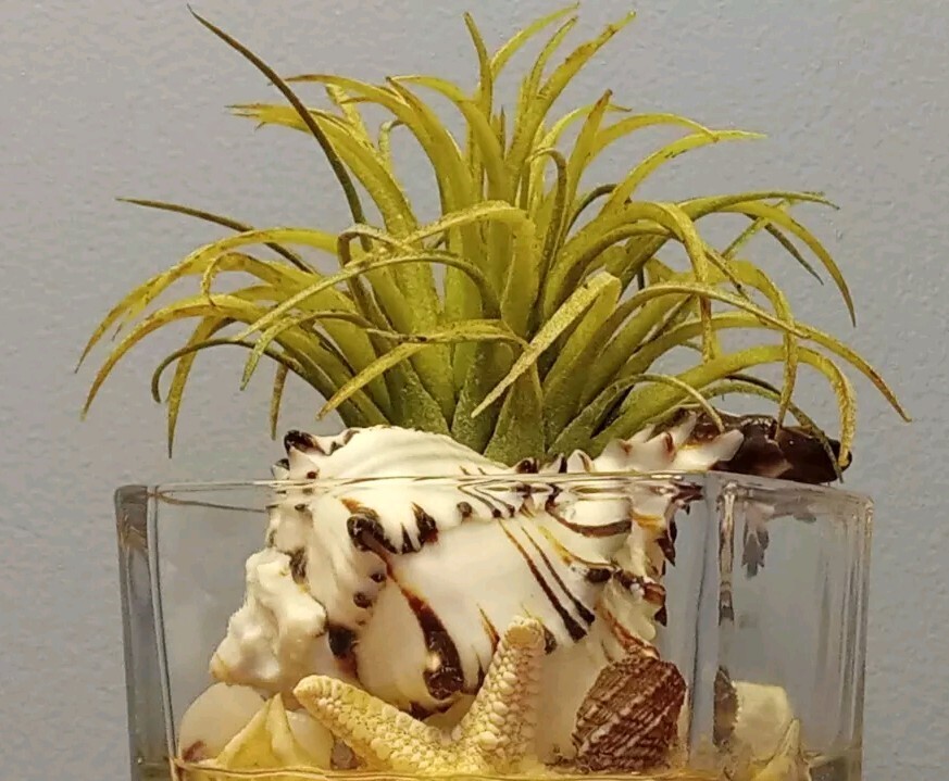 Air Plant Decorative Faux Tilandsia In Murex Shell Glass Container Arrangement
