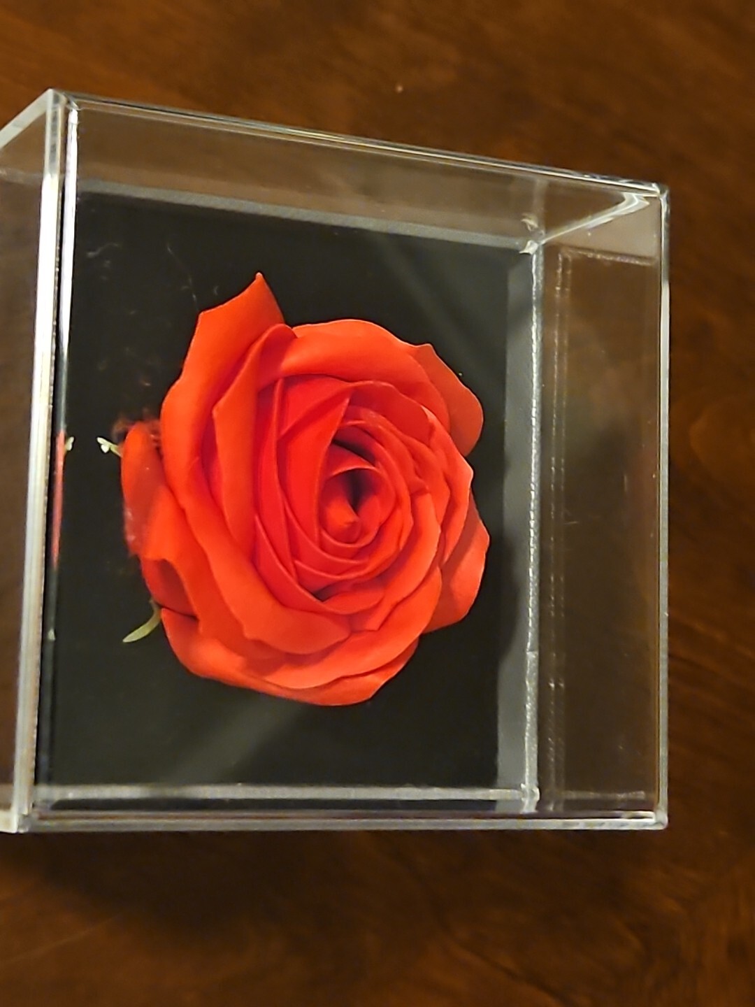 Preserved Rose Flowers In Box ” BEST WISHES A friend Is A Loving Companion…..