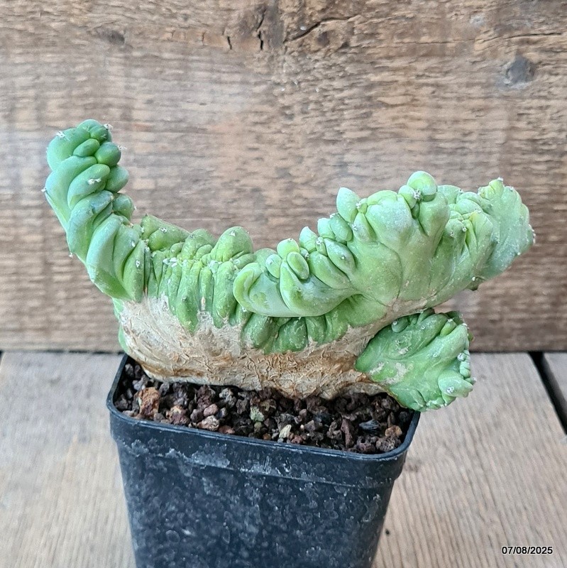 D5750 MYRTILLOCACTUS GEOMETRIZANS CRESTED pot8-H10-W15 cm MaMa Cactus