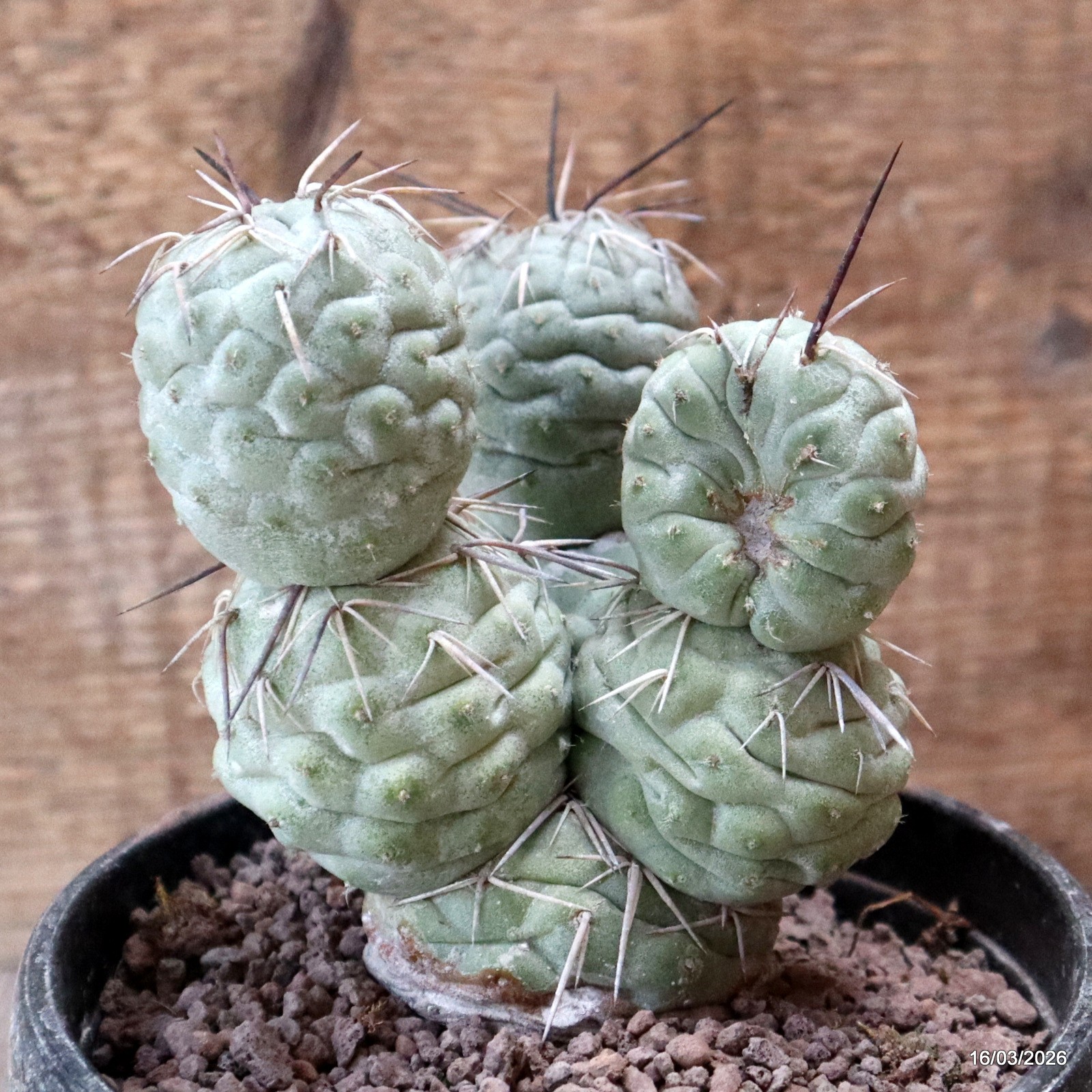 D8038 TEPHROCACTUS GEOMETRICUS 7 BALLS pot14-H13-W11 cm MaMa Cactus