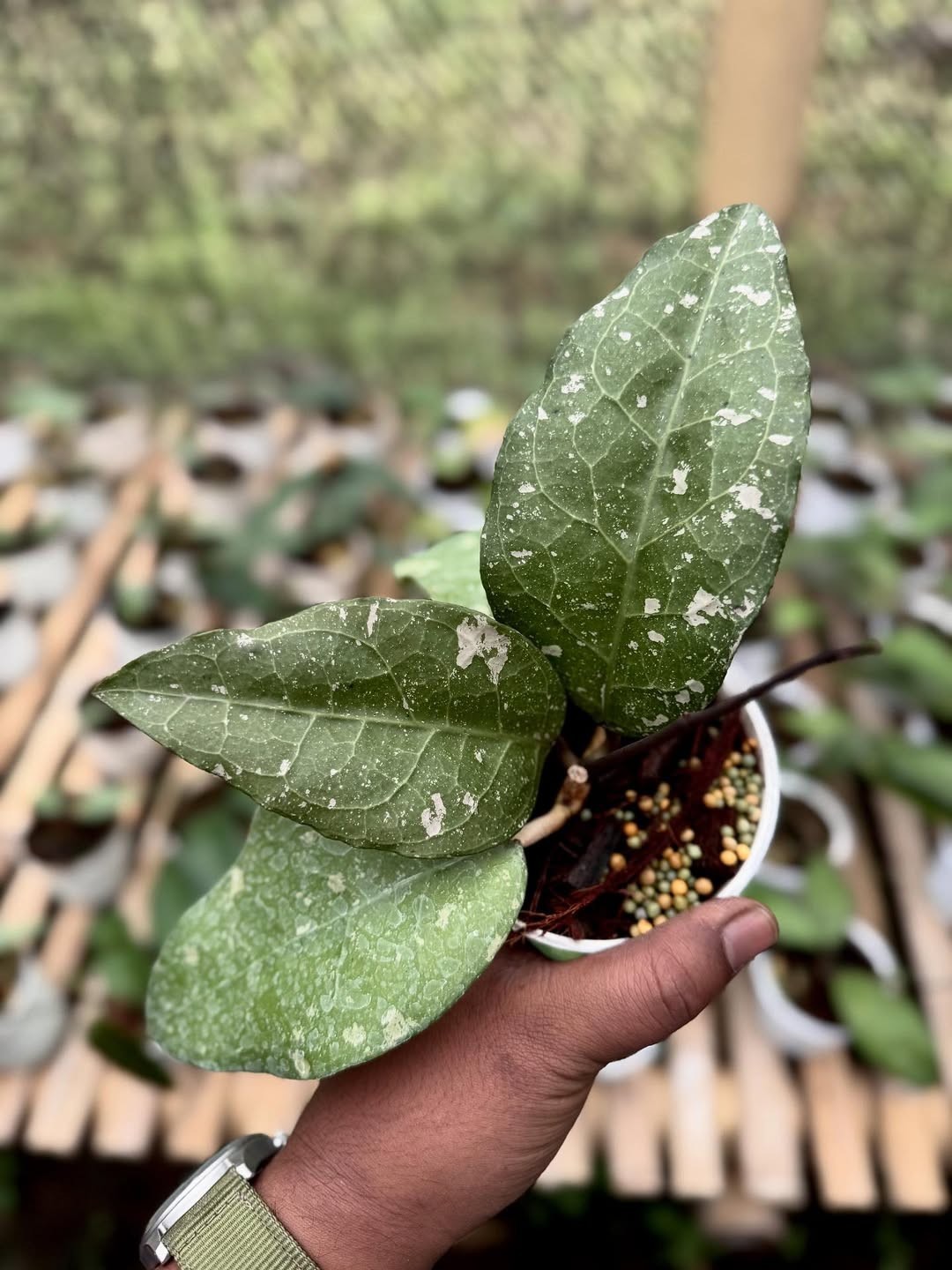 Hoya Sp Aceh Bird Of Paradise Rare Tropical Indor Outdor Wax Plant