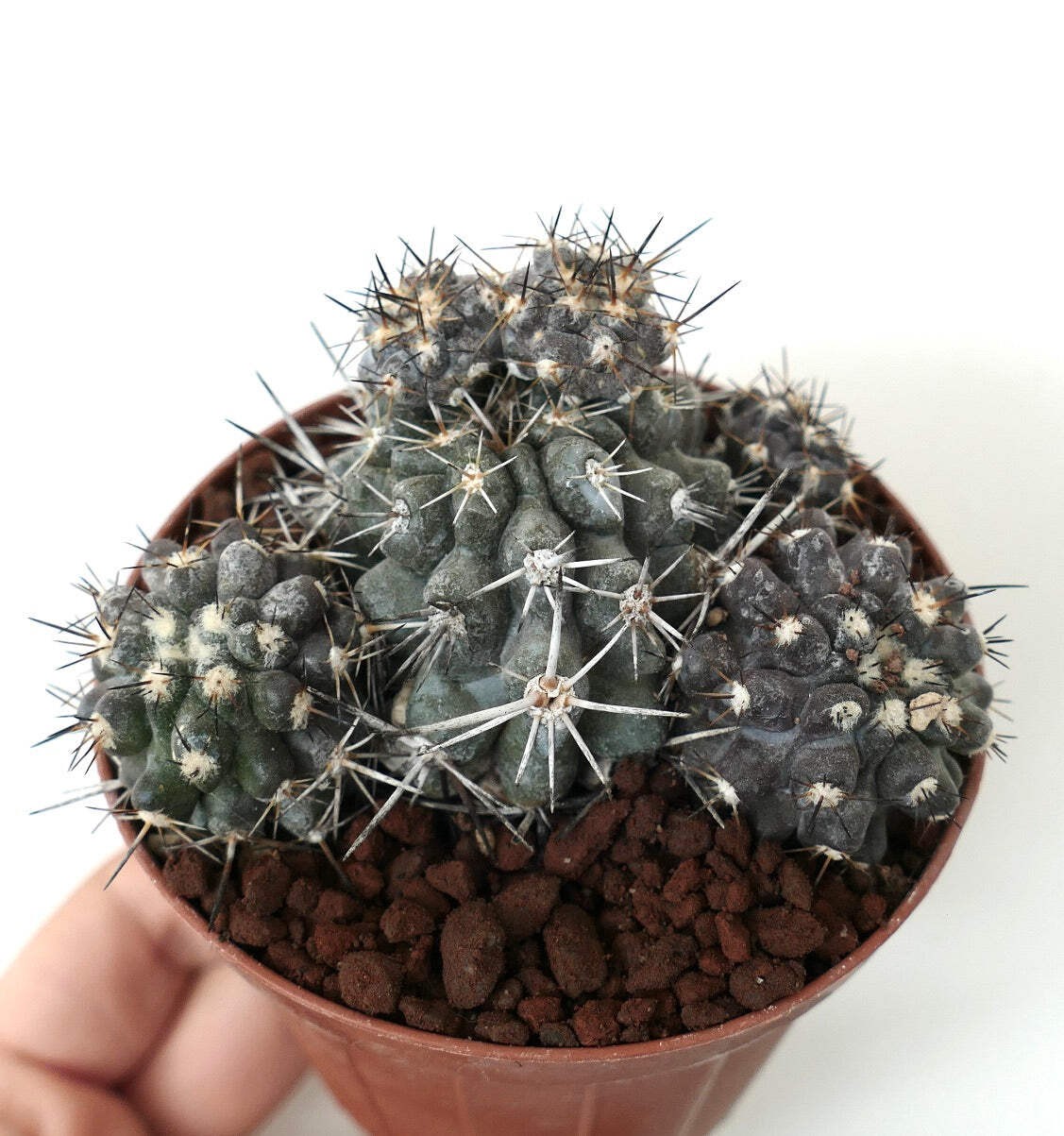 Copiapoa cinerea X atacamensis GREY CLUSTER – Copiapoa | Atacama cactus