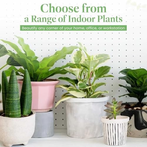 Pothos Pot – Easy-Care Trailing Houseplant, Air-Purifying Vine 4-Inch Golden