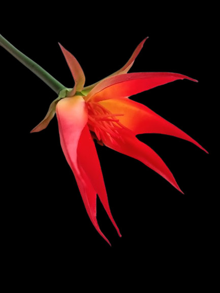 28″ Artificial Flamingo flower tropical stem. ORANGE