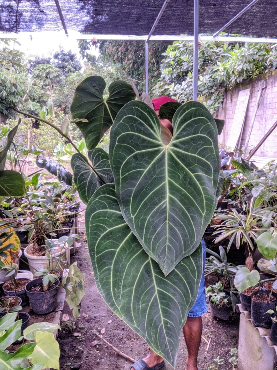 Anthurium Regal Peru Super Big Size Very Beauty Real Picture Mature Plant