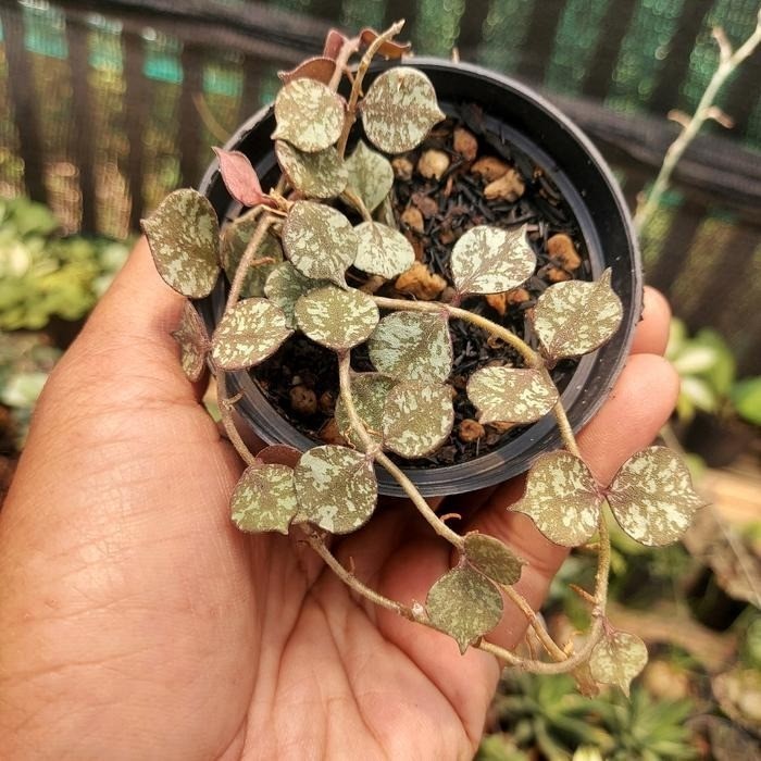 Real Pict Hoya Curtisii Red Rare Plant