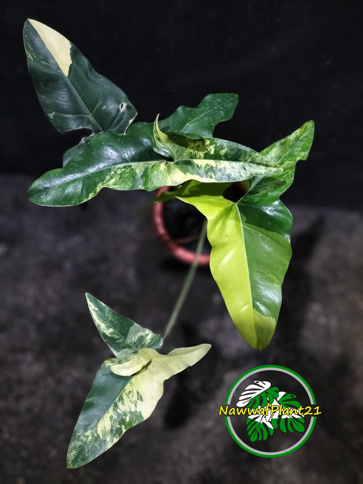 Thaumatophyllum Angela Variegated Size Large Lush Leaf Real Picture