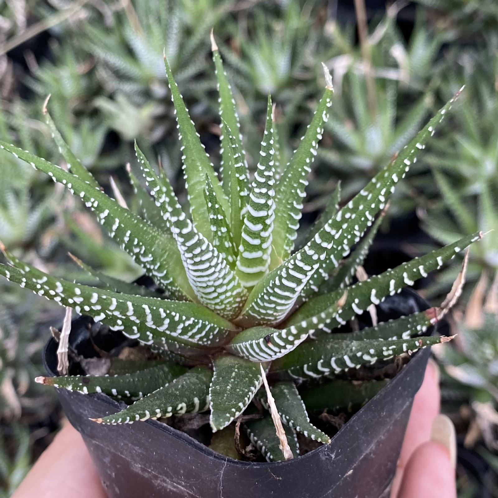 Rare Clump Haworthia Variegated White Spots Succulent Plant for Indoor Decorat