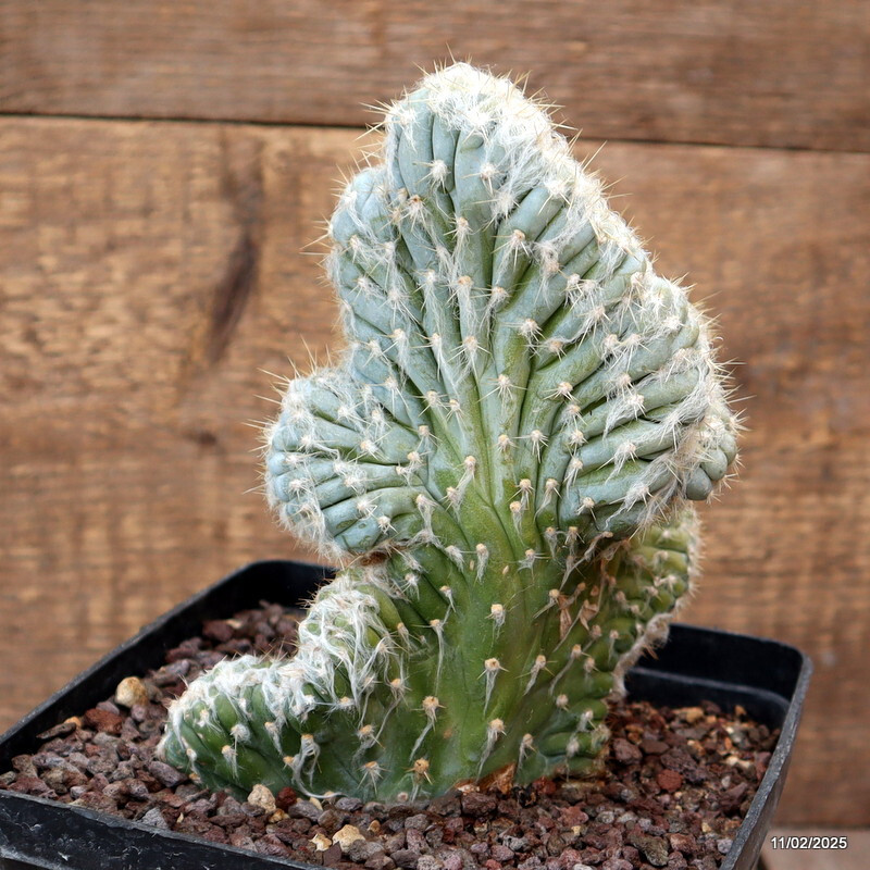 D1716 PILOSOCEREUS AZUREUS CRESTED pot14-H18-W13 cm MaMa Cactus