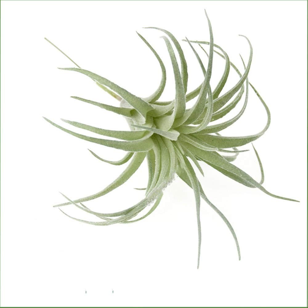 2 PCS Artificial Succulents Plants Unpotted Fake Flocking Tillandsia Air Plan…