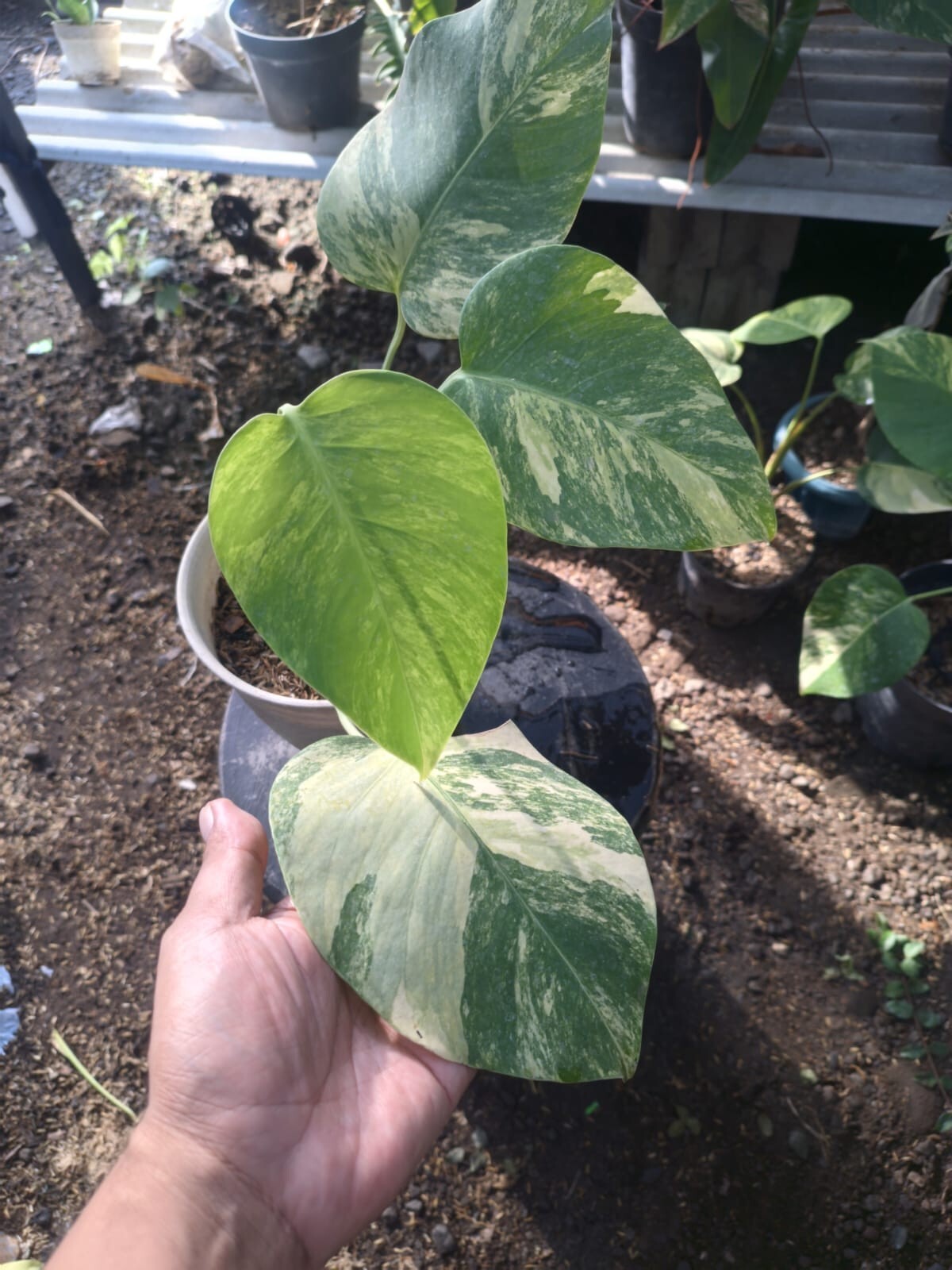 Real Pick Monstera Marmorata Variegated Beautiful Leaves