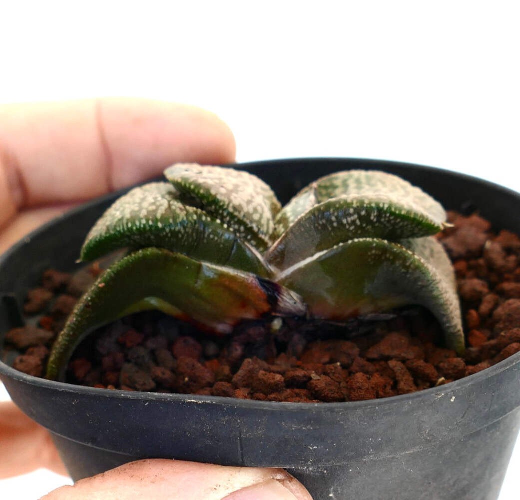 Gasteria armstrongi cv. ‘Diamond KIng’ – Armstrong’s gasteria | Armstrong gaster