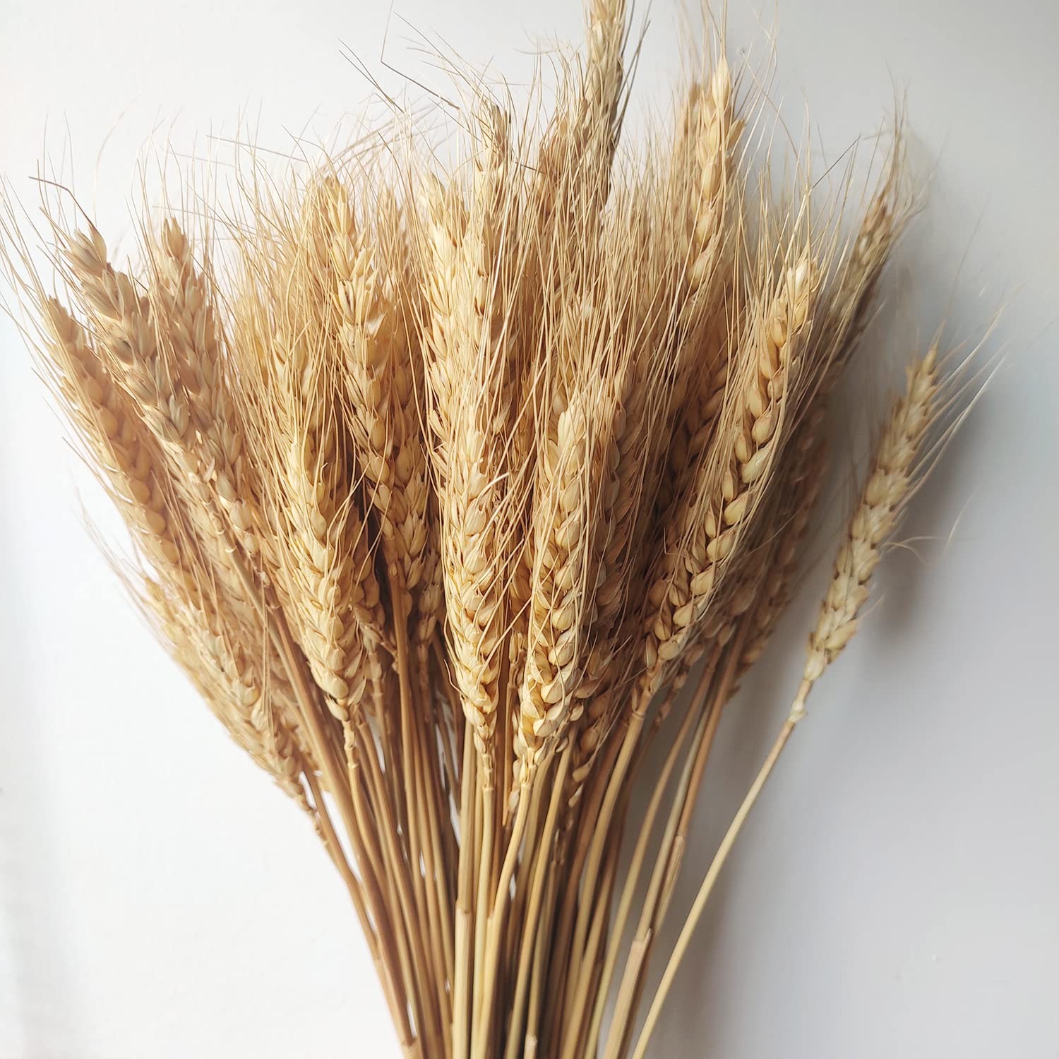 Dried Wheat Stems 100PCS Natural Wheat Bundle Home Decor Crafts