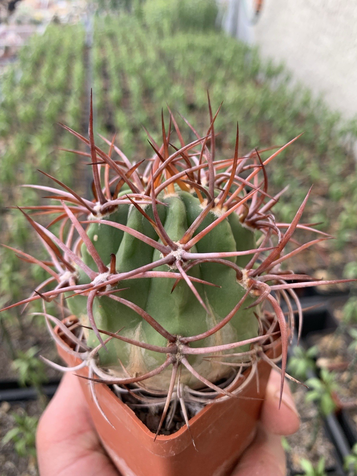 A14-826.Denmoza, rhodacantha, Pot 6 Cm, own root, seedling 2015