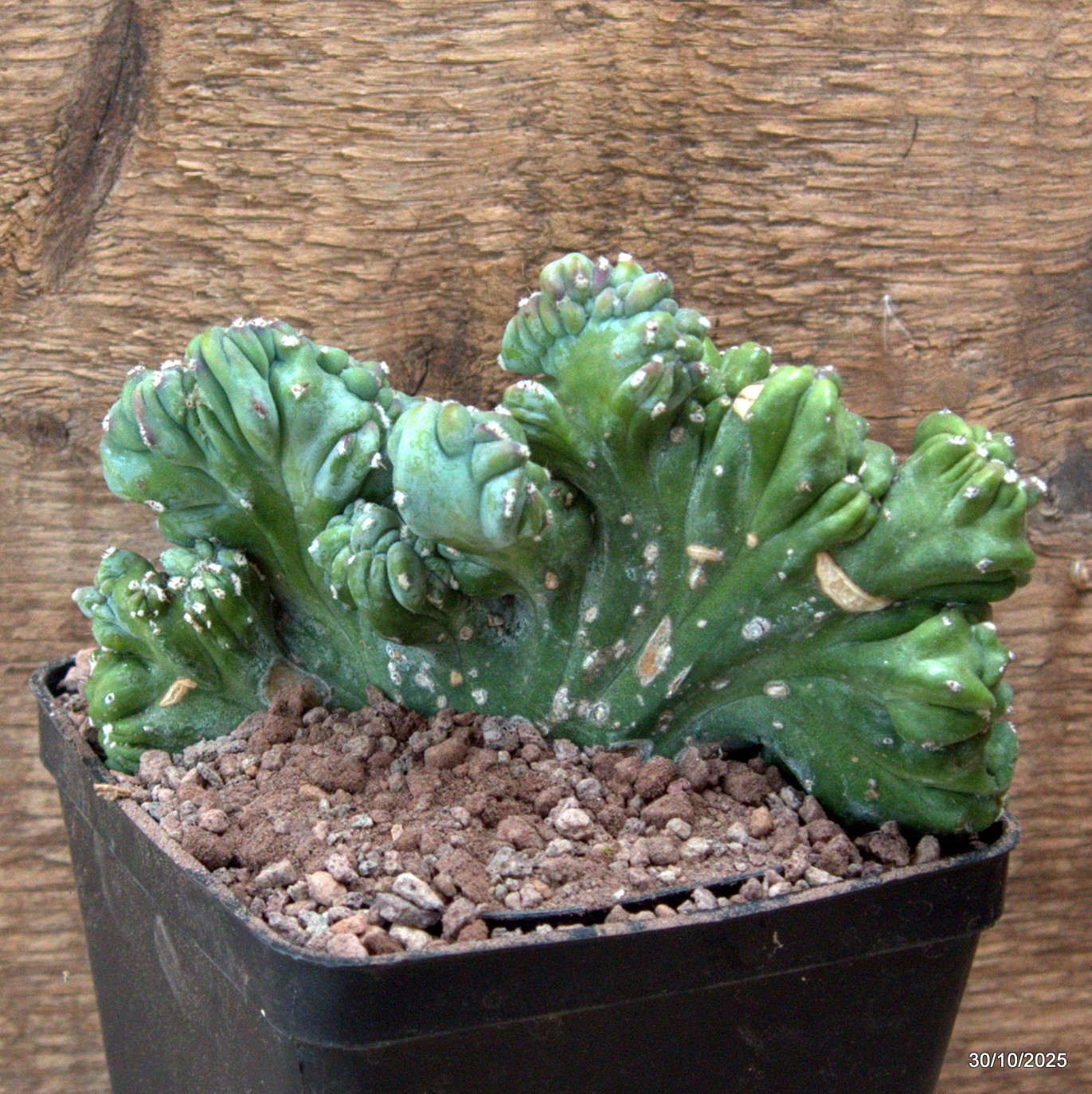 D7229 MYRTILLOCACTUS GEOMETRIZANS CRESTED pot10-H10-W14 cm MaMa Cactus
