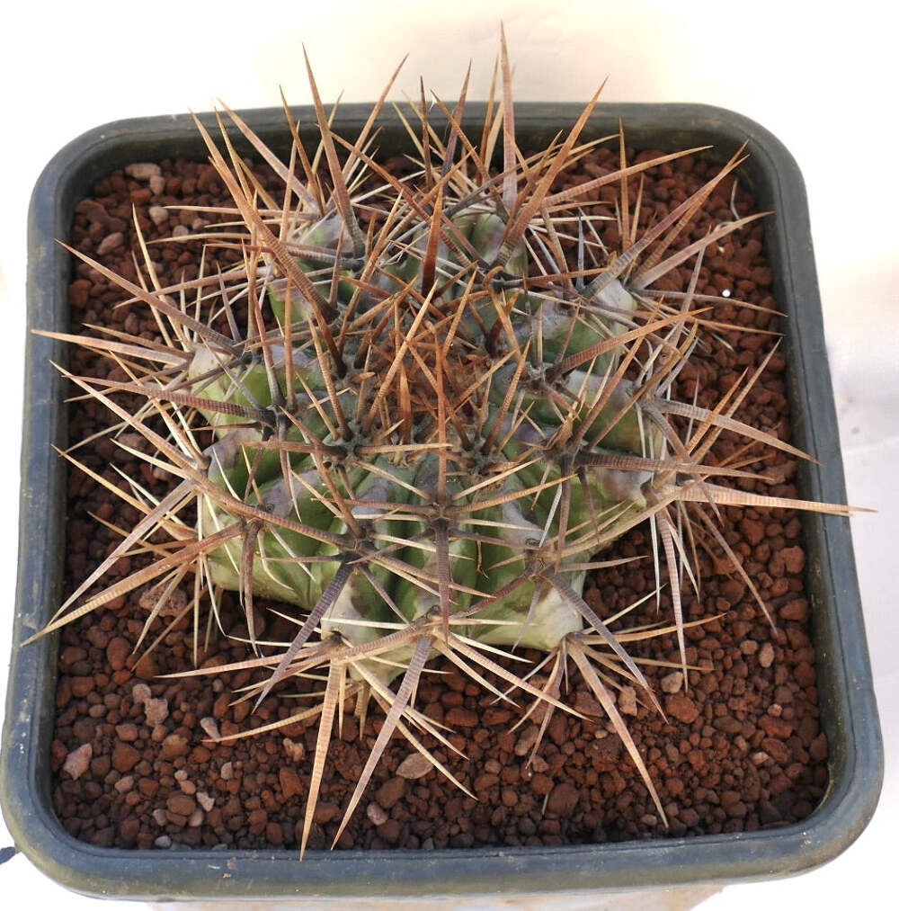Echinocactus ingens STRONG SPINES – Giant barrel cactus | Giant hedgehog cactus