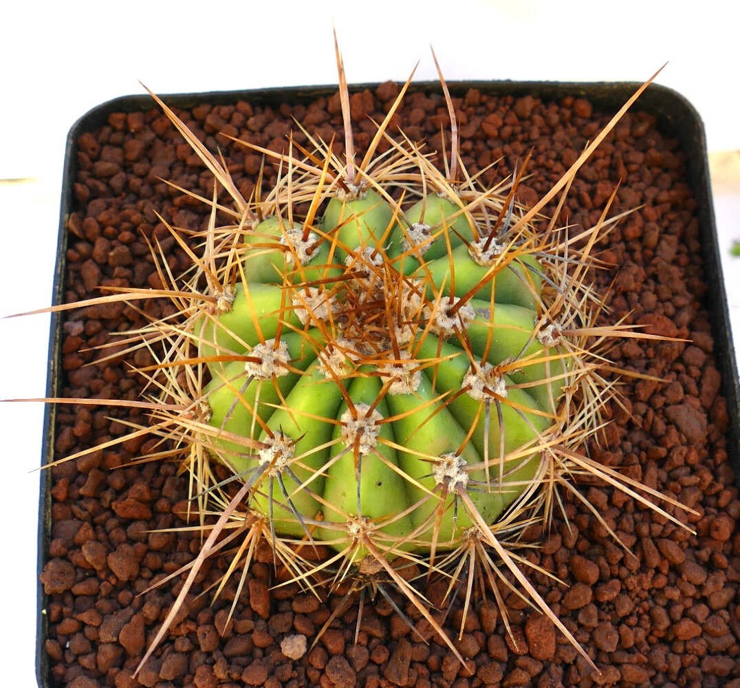Cereus pasacana SELECTED 16cm diameter – Pasacana cactus | Argentine saguaro