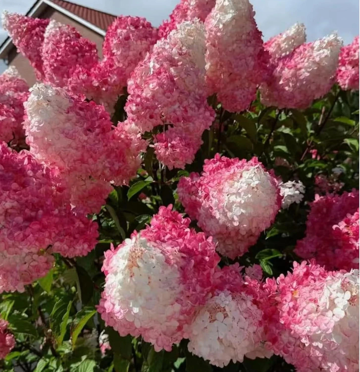 50 Pink and White Hydrangea Seeds – Cone Bloom Variety for Garden Borders and