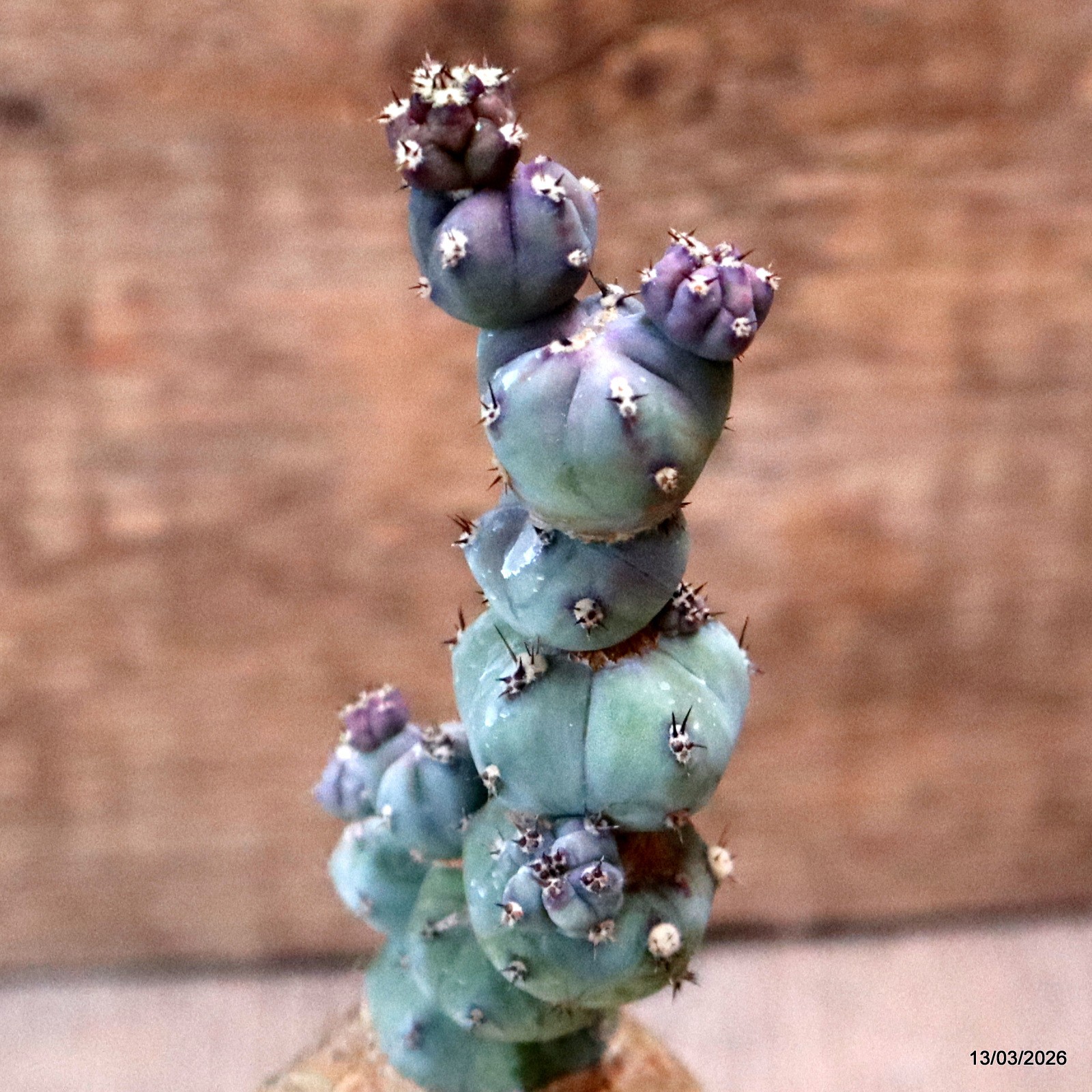 D7992 MYRTILLOCACTUS GEOMETRIZANS STACKER MONSTER GRAFT. pot6,5-H16-W4,5 cm MaMa