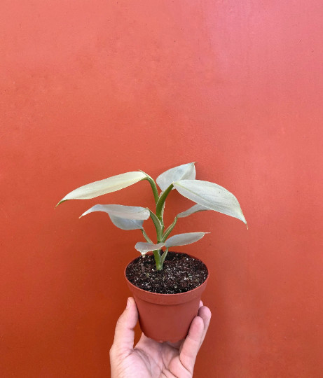 Silver Sword Philodendron in 4” Pot | Live House Plant Air Roots Multiple Nodes
