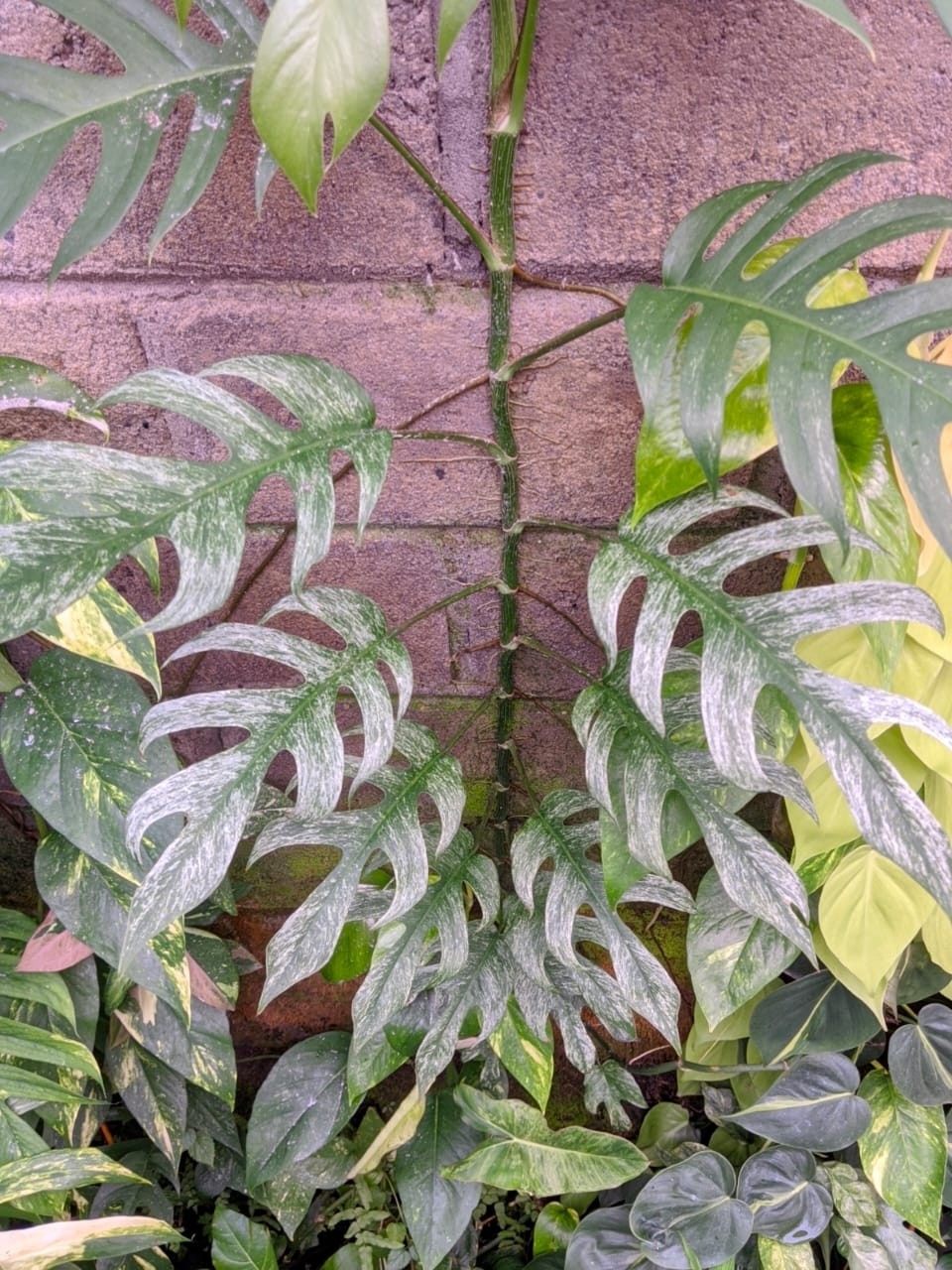 Epipremnum Devil Monster Variegated Big Size Lush Leaf Real Picture