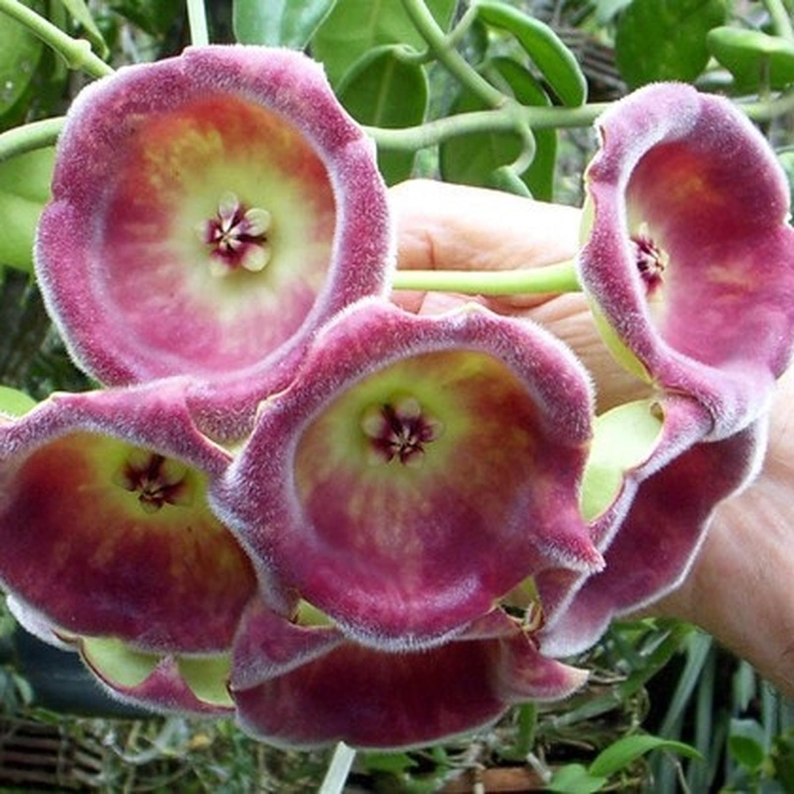 Hoya Lauterbachii – Giant Cup-Shaped Flowers Live Plant Grow in Pot