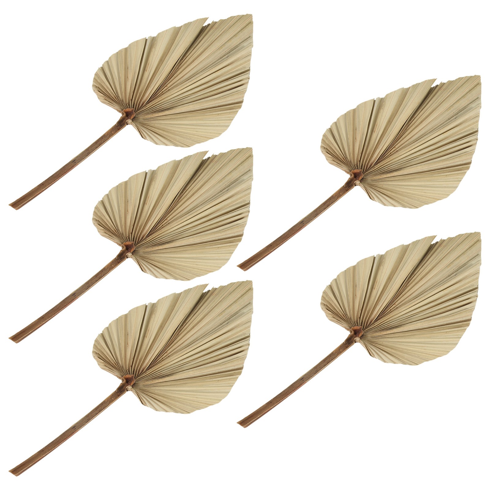 5Pcs Natural Dried Palm Leaves Tropical Dried Palm Fans Boho Dry Leaves3324