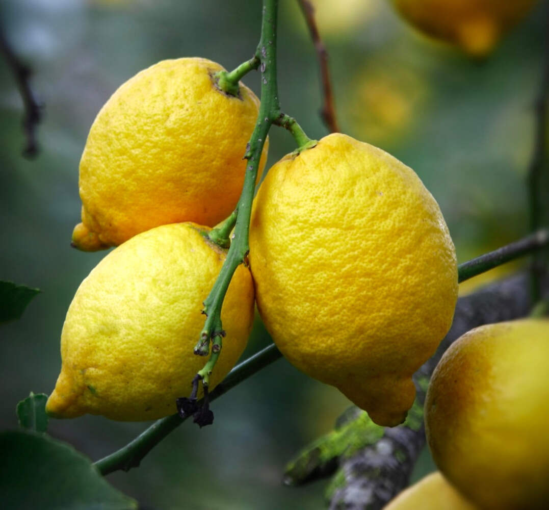 Citrus limon MEYER 10-20cm | Lemon | Lemon tree – Lemon | Lemon tree