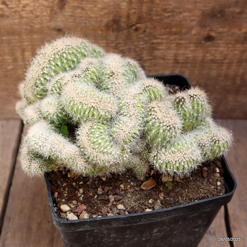 A8197 PACHYCEREUS PRINGLEI CRESTED pot 10 cm H 7 cm W 13 cm MaMa Cactus