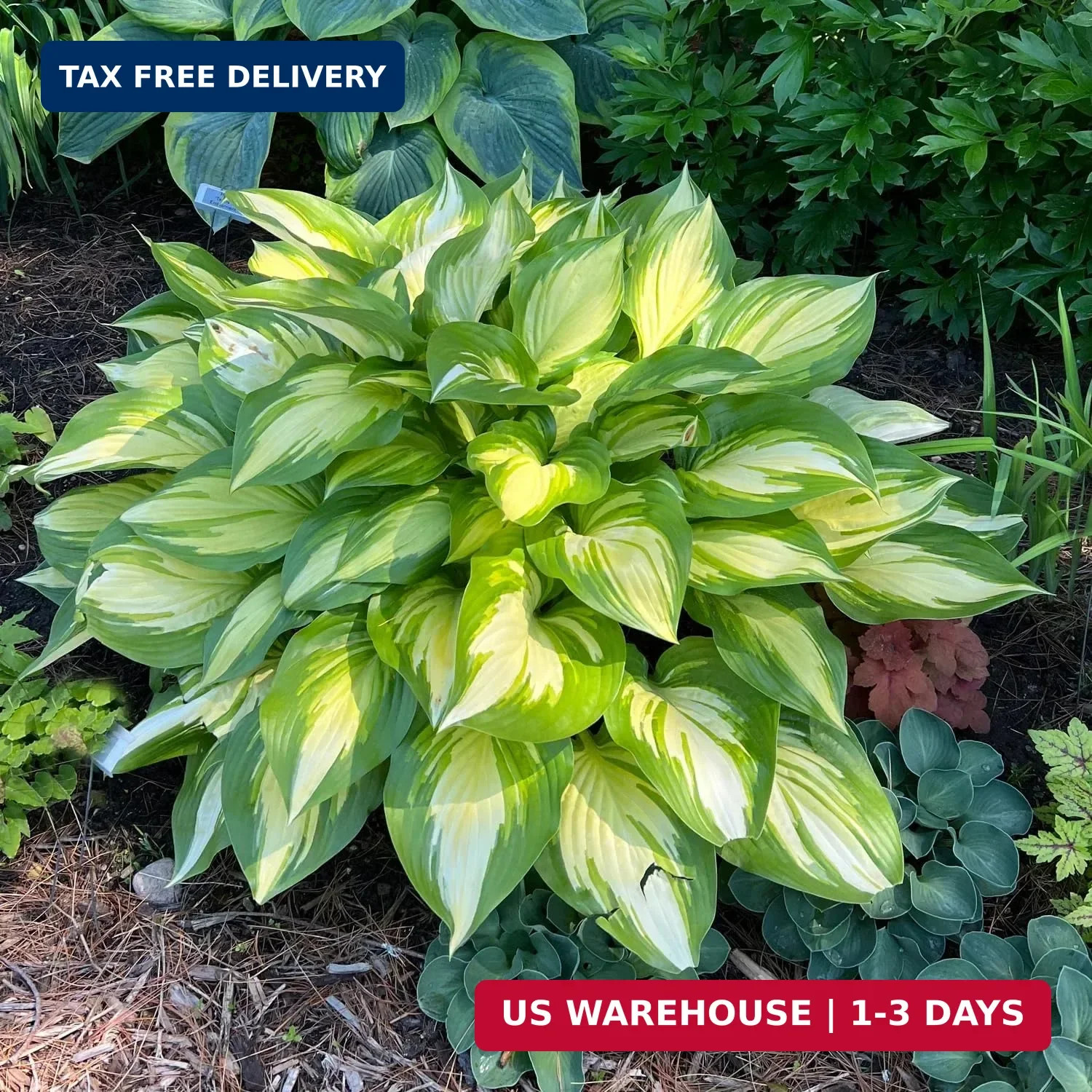 280+ USA PERMIUM Perennial Hosta Seeds for Planting Indoor Outdoor-Non GMO Heirl