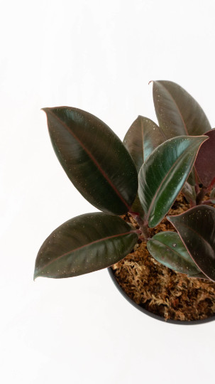 Rubber Plant Ficus elastica 4″ Pot | Burgundy Tree | Tropical Live House Plant